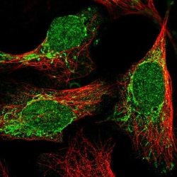 C2orf68 Antibody, Novus Biologicals:Antibodies:Primary Antibodies